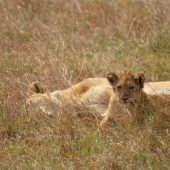  Ngorongoro Crater, TZ